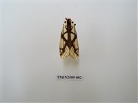 藏品(乳白斑燈蛾)的圖片